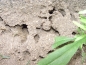 Lasius niger ( Schwarze Wegameise)