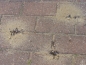 Lasius niger ( Schwarze Wegameise)