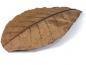 Catappa-Blatt 19-24 cm