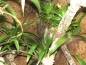 Kokosfasermatte - Jungle Planting Mat - 40x40cm