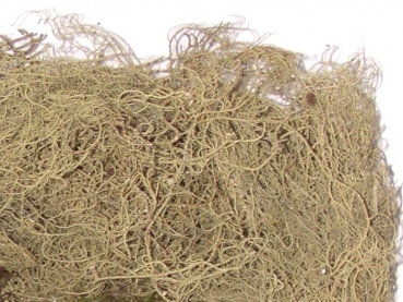 Forestmoss - Tillandsienmoss, dried, 4 litre