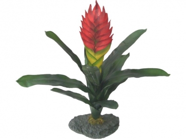 Bromelie - Guzmania red