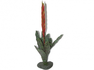Bromelie - Feuerschwert