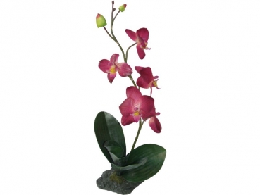 Orchidee Purpur