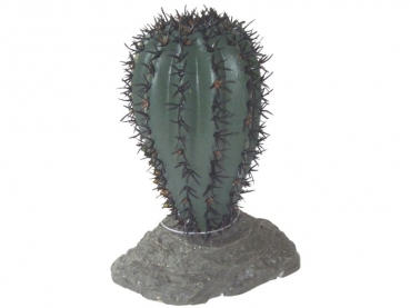 Saguaro Kaktus klein