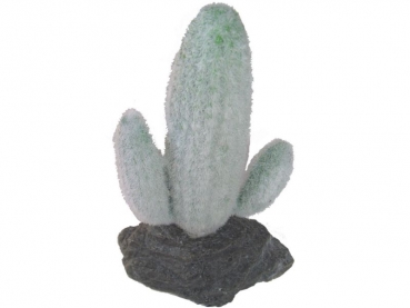 Mexikanischer Saguaro Kaktus