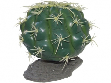 Kugel Kaktus medium