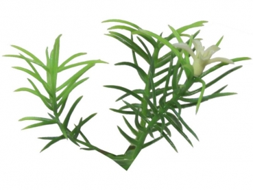stick plants M