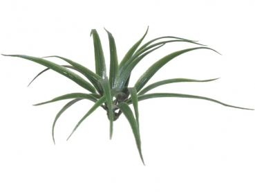 stick plants P
