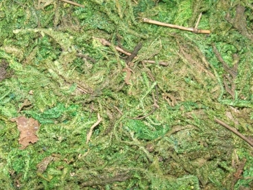 Lappenmoos, dried, colored, 4 litre