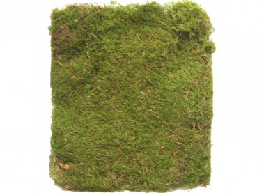 Lappenmoos, dried, nature, 4 litre