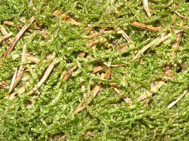 Lappenmoos, dried, nature, 4 litre