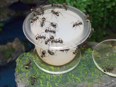 Insect Protein Jelly 6 x 16g