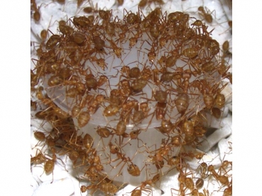 Insect Protein Jelly 6 x 16g