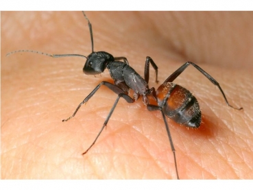 colonie: Camponotus cruentatus