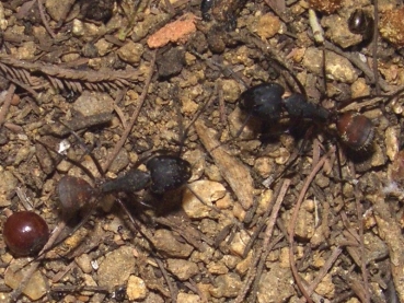 colonie: Camponotus cruentatus