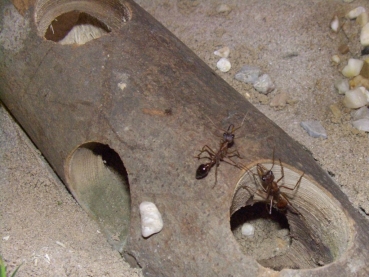 Ant Treetrunk 30 cm