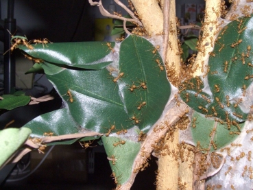 plasic ficus tree