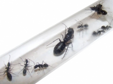 Camponotus spec. (aus S�dost Asien)