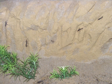 beton nest 39x16