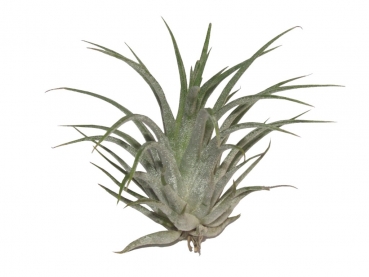 Tillandsia - D