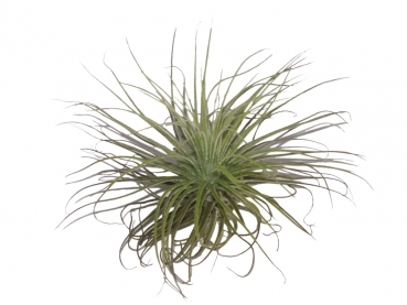 Tillandsia - E