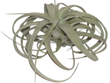 Tillandsia - H