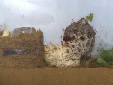 Glas XL - Ameisenfarm 30x6x20 cm