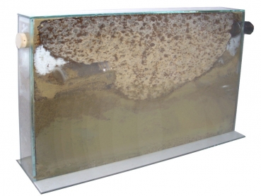 glass XL - ant display 40x6x30 cm