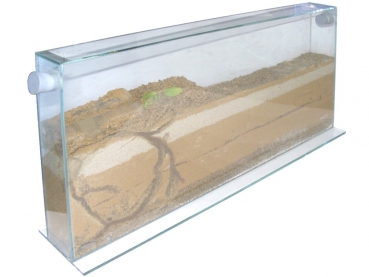 Glas XL - Ameisenfarm 60x6x30 cm