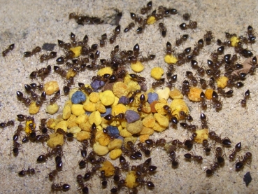 Bl�tenpollen 10g
