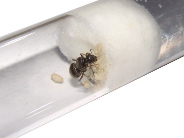 Lasius grandis