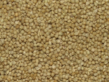 Japan hirse (Echinochloa esculenta) 10g