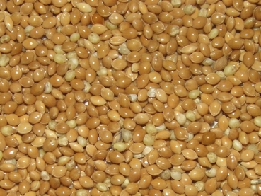 Platahirse 100g