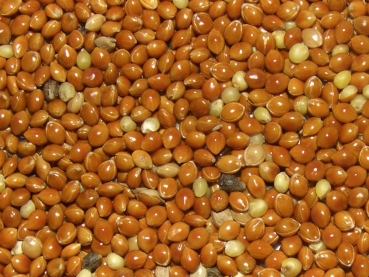 hirse red 100g
