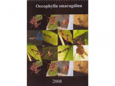 Calender: 2008 - Oecophylla smaragdina