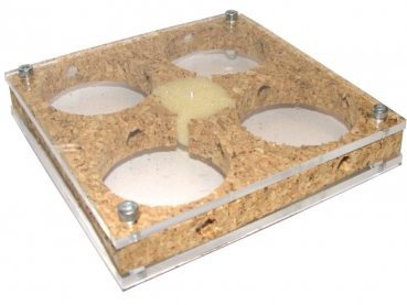 Acryl four chamber nest - cork