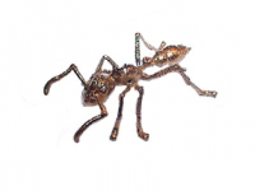 vergoldete Ameise: Paraponera
