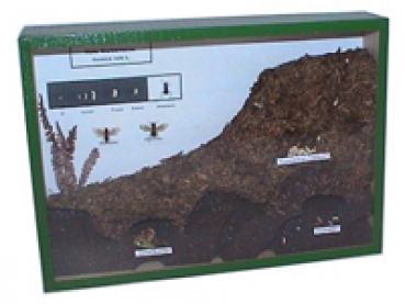 Show-case Formica rufa 1