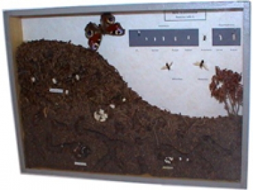 Schaukasten: Rote Waldameise 2