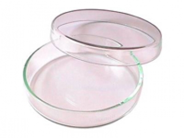 petri dish 100 x 20 mm