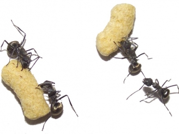 Fodder Stickys 15g