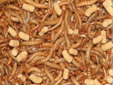 Mealworms, Tenebrio molitor 50g