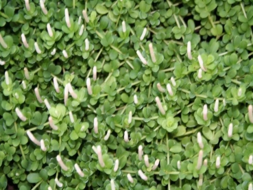 Rear wall 30x20cm plant 013