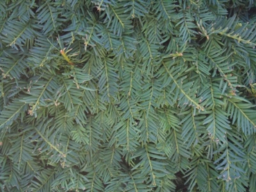 Rear wall 30x20cm plant 015