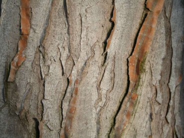 Rear wall 30x20cm wood 006