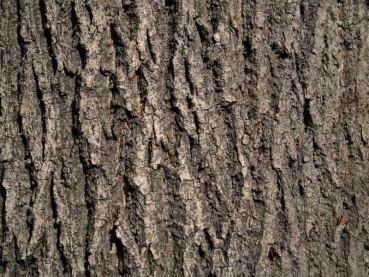 Rear wall 30x20cm wood 012