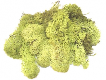 Islandmoos 50g hellgr�n