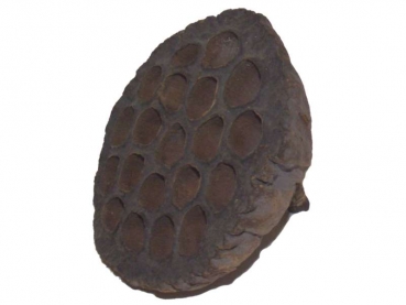Nelumbo nucifera
