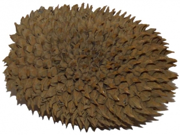 Artokarpus altilis